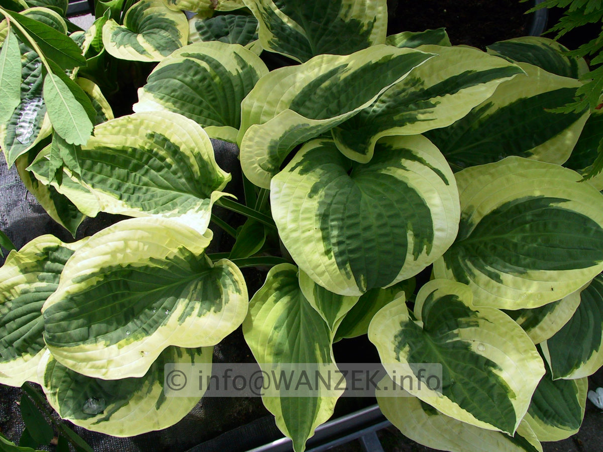 Hosta Hybride Wide Brim 01.jpg